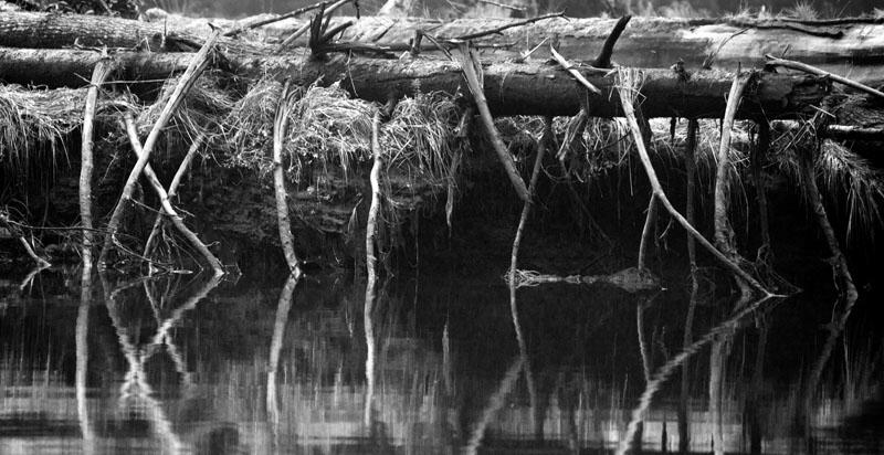 Reflections-2.jpg