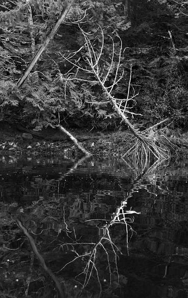 Reflections-3.jpg