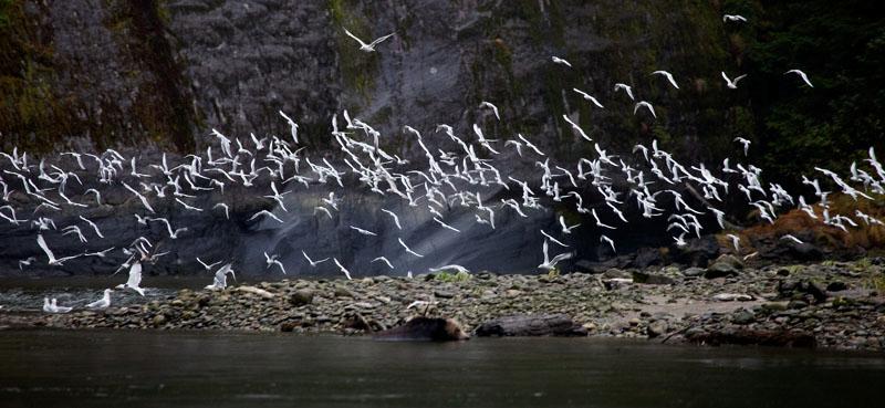Gulls.jpg
