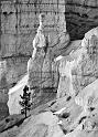 _MG_4749bw
