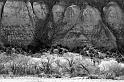 _MG_5873bw